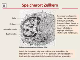 Vorschau - Arbeitsblätter - Chromosomen, Gene und DNA zum Selbstlernen - Seite 3