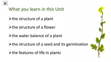 Vorschau - Arbeitsblätter - Plants for self-guided Learning - Seite 2