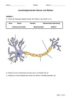 Vorschau - Arbeitsblätter - Materialpaket Sinnesphysiologie/Neurobiologie - Deckblatt