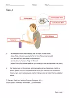 Vorschau - Arbeitsblätter - LK Nerven und Reflexe (inkl. Lösungen) - Seite 3