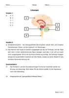 Vorschau - Arbeitsblätter - LK Gehirn (inkl. Lösungen) - Seite 2