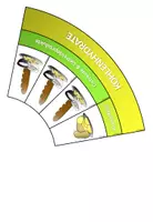 Vorschau - Merkblätter - Gesunde Ernährung - Legekreis (nach DGE-Richtlinien) - Seite 3