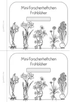 Vorschau - Stationenlernen - Frühblüher Steckbriefe | Sachunterricht Klasse 2-3 - Seite 3