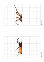 Aperçu - Apprentissages en autonomie - LA SYMÉTRIE DES INSECTES - DESSIN 1. - Page de couverture