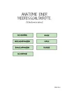 Vorschau - Poster - Die Anatomie einer Meeresschildkröte - Aktivität. - Seite 3