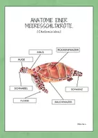 Vorschau - Poster - Die Anatomie einer Meeresschildkröte - Aktivität. - Seite 2