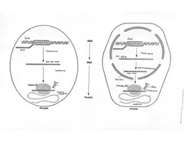 Vorschau - Präsentationen/Tafelbilder - Abivorbereitung Proteinbiosynthese & genetischer Code - Seite 2