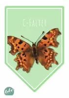 Vorschau - Poster - Wimpelkette Schmetterlingsarten - Seite 3