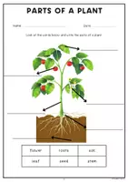 Vista previa - Hojas de trabajo - All about Plants Activity Book | Science | Biology - página 2
