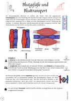 Vorschau - Unterrichtsreihen - Aufbau und Funktion der Blutgefäße (Bluttransport Jg. 5/6): Arterien, Venen, Kapillaren - Seite 2