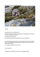 Vorschau - Arbeitsblätter - Materialpaket Geschützte Tierarten - Seite 2