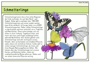 Vorschau - Anderer Materialtyp - Unsere Schmetterlinge: Infokarten - Seite 2