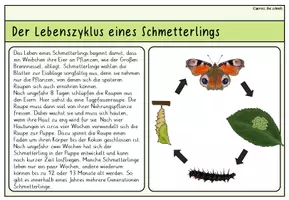 Vorschau - Anderer Materialtyp - Unsere Schmetterlinge: Infokarten - Seite 3