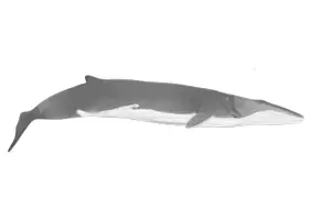 Vorschau - selbst erstellte Cliparts/Grafiken - Wale - Cliparts - Seite 2