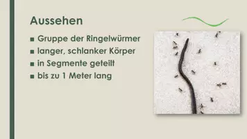 Vorschau - Präsentationen/Tafelbilder - Der Regenwurm (Präsentation und H5P) - Seite 2
