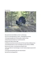 Vorschau - Arbeitsblätter - Das Auerhuhn Sachtext leichte Sprache - Deckblatt