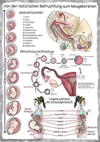 Vorschau - Poster - Plakat - Informationsplakat - Infografik: Von der natürlichen Befruchtung zum Neugeborenen - Seite 2
