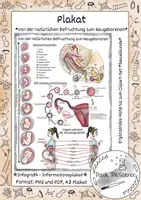 Vorschau - Poster - Plakat - Informationsplakat - Infografik: Von der natürlichen Befruchtung zum Neugeborenen - Deckblatt