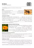 Vorschau - Arbeitsblätter - Die Biene (Materialpaket) - Seite 1