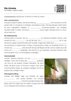 Vorschau - Arbeitsblätter - Die Ameise - Arbeitsblatt mit Erklärvideo - Deckblatt