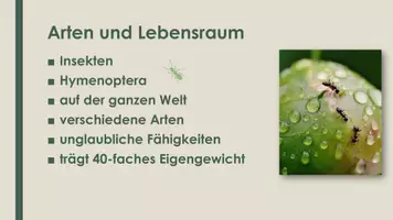 Vorschau - Präsentationen/Tafelbilder - Die Ameise (Präsentation und H5P) - Seite 1