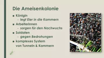 Vorschau - Präsentationen/Tafelbilder - Die Ameise (Präsentation und H5P) - Seite 2
