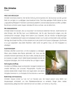 Vorschau - Arbeitsblätter - Die Ameise - Arbeitsblatt (Infotext und Übungen) - Deckblatt
