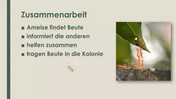 Vorschau - Präsentationen/Tafelbilder - Die Ameise (Präsentation und H5P) - Seite 3