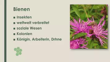 Vorschau - Präsentationen/Tafelbilder - Die Biene (Präsentation und H5P) - Seite 1