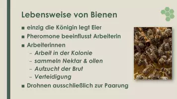 Vorschau - Präsentationen/Tafelbilder - Die Biene (Präsentation und H5P) - Seite 2