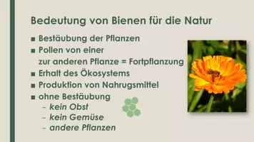 Vorschau - Präsentationen/Tafelbilder - Die Biene (Präsentation und H5P) - Seite 3