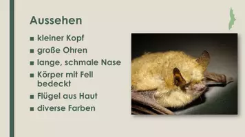 Vorschau - Präsentationen/Tafelbilder - Die Fledermaus (Präsentation und H5P) - Seite 2