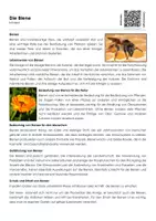 Vorschau - Arbeitsblätter - Die Biene (Infotext und Übungen) - Seite 2