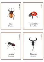 Aperçu - Jeux - LES INSECTES 1 - JEU DE CARTES / EN ALLEMAND. - Page 1