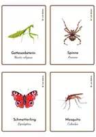 Aperçu - Jeux - LES INSECTES 1 - JEU DE CARTES / EN ALLEMAND. - Page 2