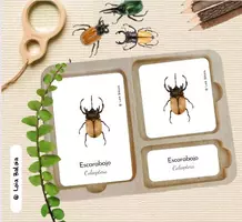 Aperçu - Apprentissages en autonomie - LES INSECTES 1 - Cartes Montessori / en espagnol. - Page de couverture