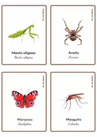 Vista previa - Decoración del aula - TARJETONES INSECTOS 1 / CASTELLANO. - página 3