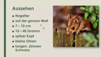 Vorschau - Präsentationen/Tafelbilder - Die Maus (Präsentation und H5P) - Seite 1