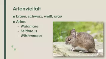 Vorschau - Präsentationen/Tafelbilder - Die Maus (Präsentation und H5P) - Seite 2