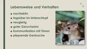 Vorschau - Präsentationen/Tafelbilder - Die Maus (Präsentation und H5P) - Seite 3