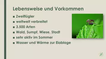 Vorschau - Präsentationen/Tafelbilder - Die Mücke (Präsentation und H5P) - Seite 1