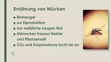 Vorschau - Präsentationen/Tafelbilder - Die Mücke (Präsentation und H5P) - Seite 2