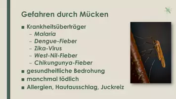 Vorschau - Präsentationen/Tafelbilder - Die Mücke (Präsentation und H5P) - Seite 3