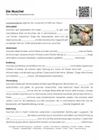 Vorschau - Arbeitsblätter - Die Muschel (Materialpaket) - Seite 1