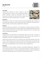 Vorschau - Arbeitsblätter - Die Muschel (Infotext und Übungen) - Deckblatt