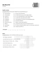 Vorschau - Arbeitsblätter - Die Muschel (Infotext und Übungen) - Seite 1