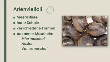 Vorschau - Präsentationen/Tafelbilder - Die Muschel (Präsentation und H5P) - Seite 1