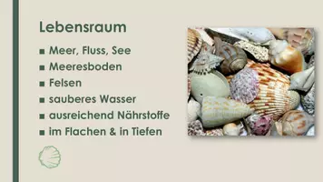 Vorschau - Präsentationen/Tafelbilder - Die Muschel (Präsentation und H5P) - Seite 2