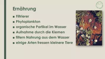 Vorschau - Präsentationen/Tafelbilder - Die Muschel (Präsentation und H5P) - Seite 3