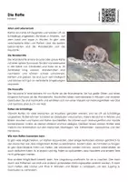 Vorschau - Arbeitsblätter - Die Ratte - Arbeitsblatt (Infotext und Übungen) - Deckblatt